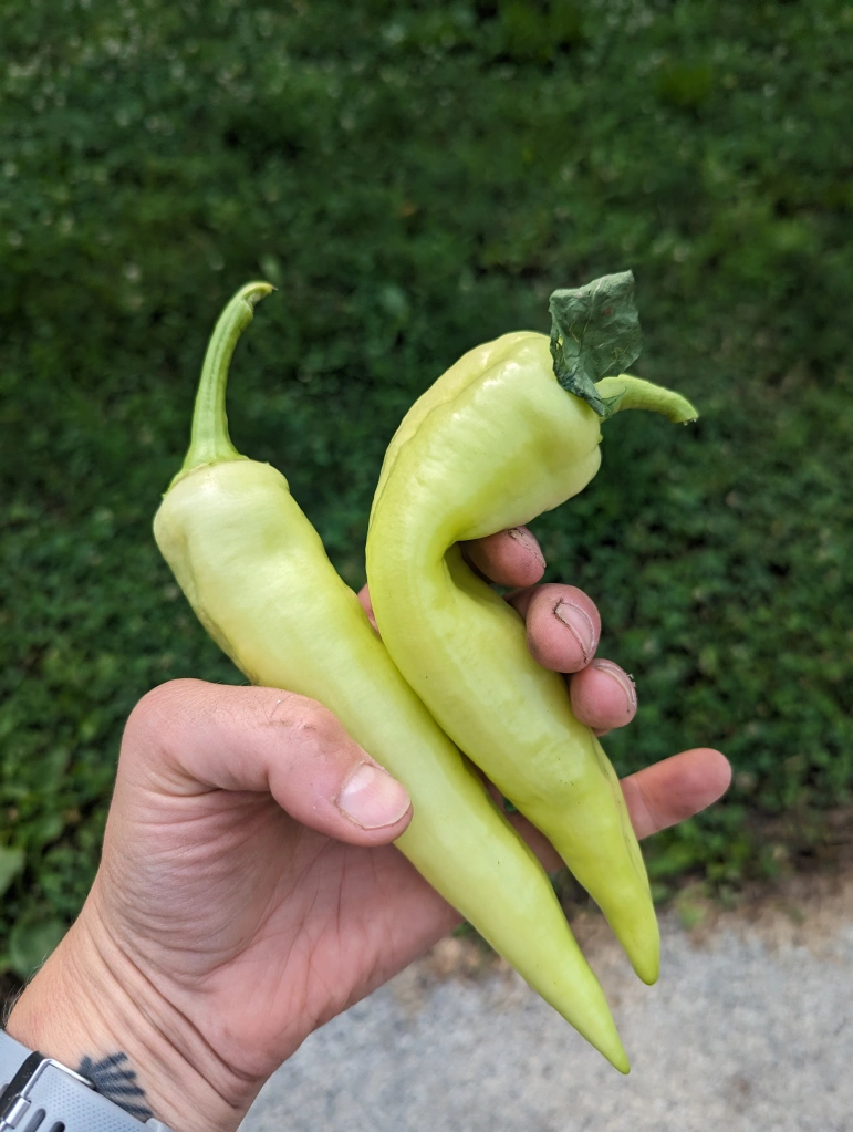 A hand holding two banana peppers.